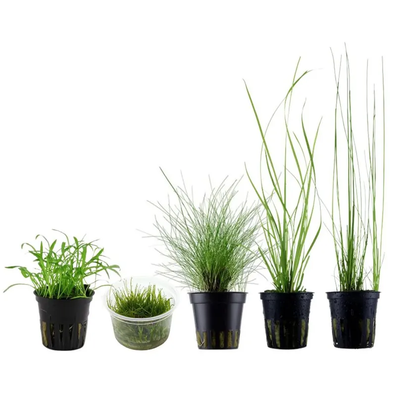 Gräser Set mit 5 Gras Pflanzen Aquariumpflanzen Set Nr.129 Billig
