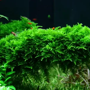 Angebot Aquarium Pflanze In Vitro 3 Stück Moos Vesicularia dubyana Christmas Wasserpflanze Nr.003A TC Set