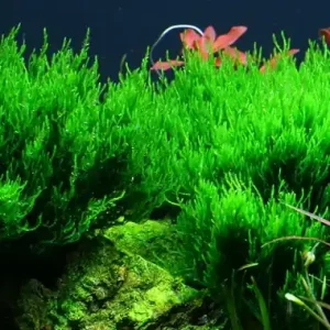 Sichere Zahlung Aquarium Pflanze In Vitro 2 Stück Moos Taxiphyllum 'Flame' Wasserpflanze Nr.003H TC Set