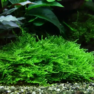 Angebot Aquarium Pflanze In Vitro 2 Stück Moos Taxiphyllum 'Spiky' Wasserpflanze Nr.003G TC Set