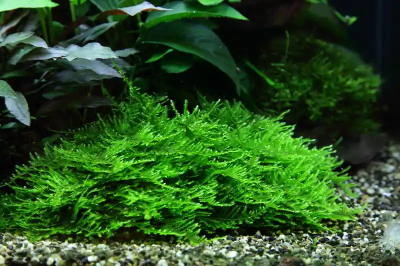 Angebot Aquarium Pflanze In Vitro 2 Stück Moos Taxiphyllum 'Spiky' Wasserpflanze Nr.003G TC Set