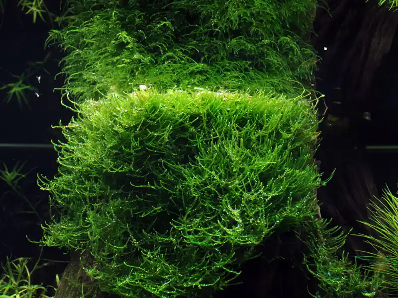 Aquarium Pflanze In Vitro 2 Stück Moos Taxiphyllum barbieri Wasserpflanze Nr.003 TC Set Jetzt Bestellen