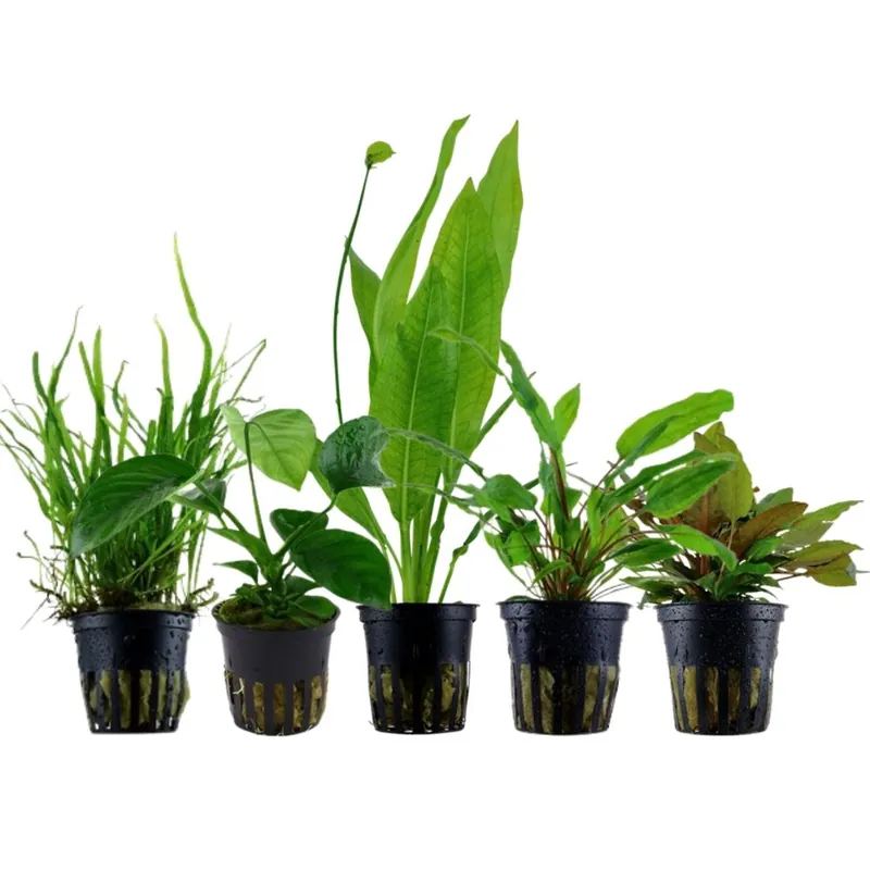 'Diskus' Set mit 5 Topf Pflanzen Aquariumpflanzen Set Nr.131 Direkt Vom Hersteller