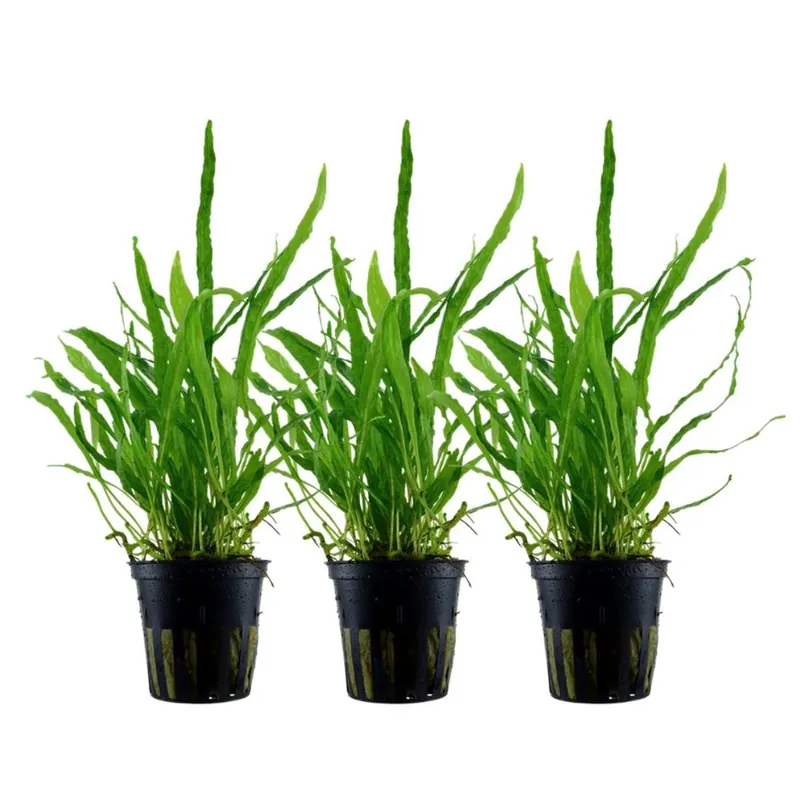 Saisonangebot Aquarium Pflanze 3 Stück Microsorum pteropus 'Narrow' Wasserpflanze Tropica Topf Nr.008A Set