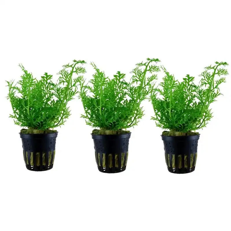 Meistverkauft Aquarium Pflanze 3 Stück Ceratopteris thalictroides Wasserpflanze Topf Nr.305A Set