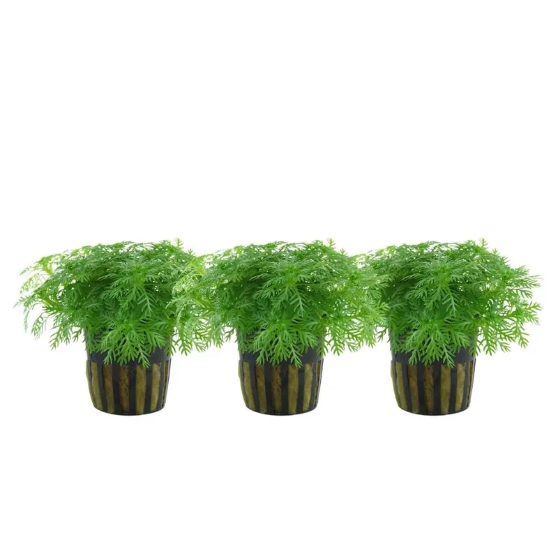 Echt Aquarium Pflanze 3 Stück Hottonia palustris Wasserpflanze Topf Nr.027 Set