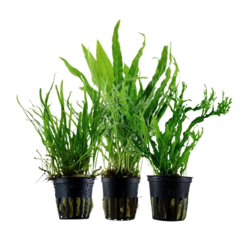 Sichere Zahlung Pflanzen Set mit 3 Javafarn Wasserpflanzen Nr.132