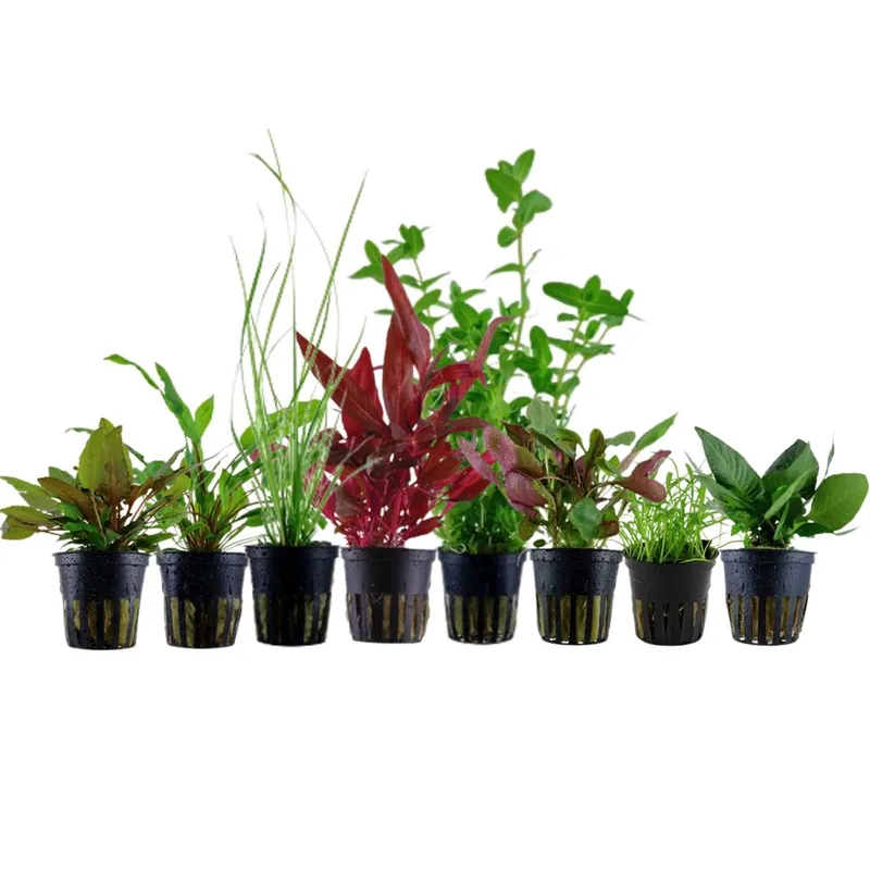 Versand Am Gleichen Tag Set für 60 Liter Aquarien mit 8 Pflanzen Aquariumpflanzen Set Nr.136