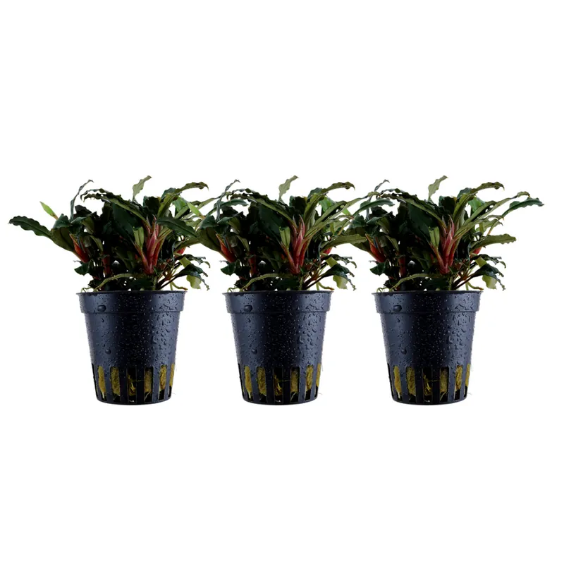 Aquarium Pflanze 3 Stück Bucephalandra sp. 'Red' Wasserpflanze Topf Nr.339A Set Wochenendangebot