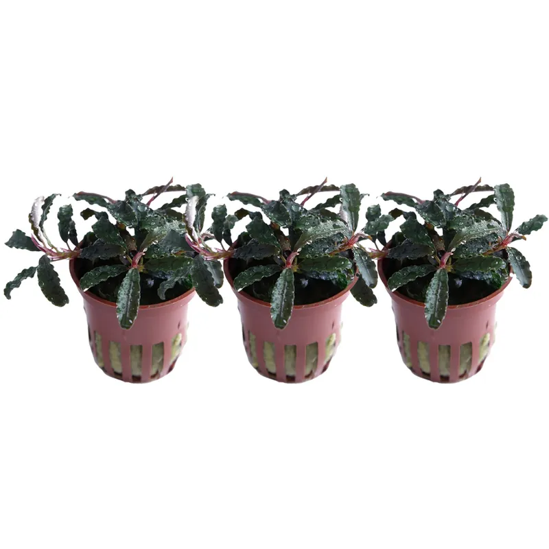 Garantierte Lieferung Aquarium Pflanze 3 Stück Bucephalandra 'Kedagang' Wasserpflanze Tropica Topf Nr.139B Set