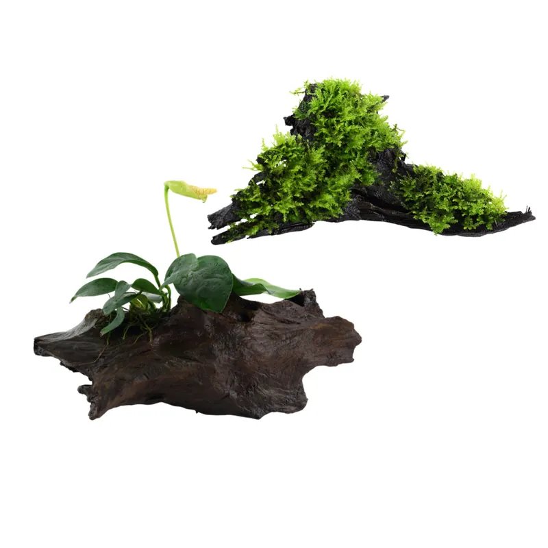 Aquarium Pflanze auf Wurzel Tropica Nr.101 YWS 003A YWS Set Mix Nur Für Kurze Zeit