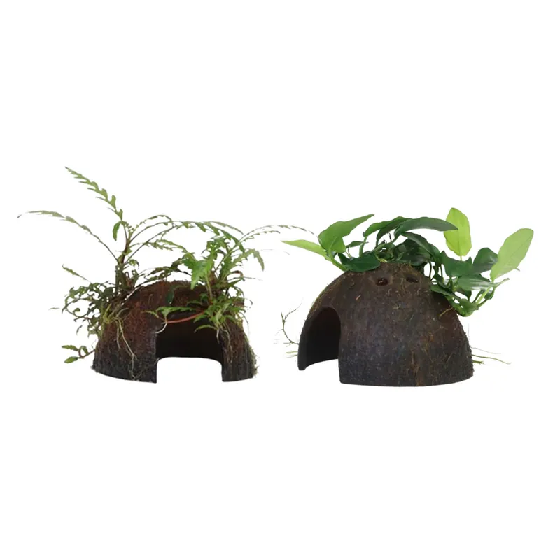 Sichere Zahlung Aquarium Pflanze auf Kokosnussschale Tropica Nr.509 YCS 510 YCS Set Mix