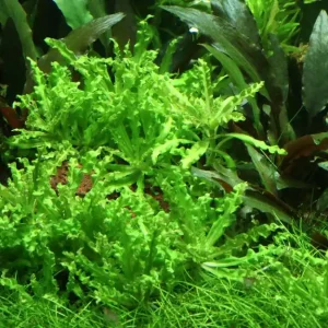 Aquarium Pflanze 10 Stück Pogostemon helferi Wasserpflanze Nr.053H Set Preis Gesenkt
