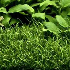 Aquarium Pflanze 10 Stück Lilaeopsis brasiliensis Wasserpflanze Topf Nr.340 Set Knallerangebot