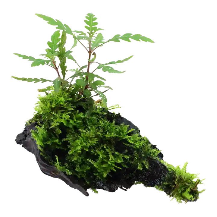 Schneller Versand Aquarium Pflanze Hygrophila pinnatifida und Moos auf Wurzel Tropica Nr.051A YWS