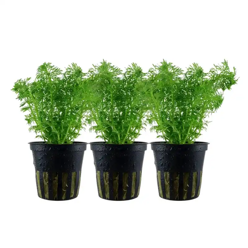 Online Kaufen Aquarium Pflanze 3 Stück Limnophila sessiliflora Nr.347