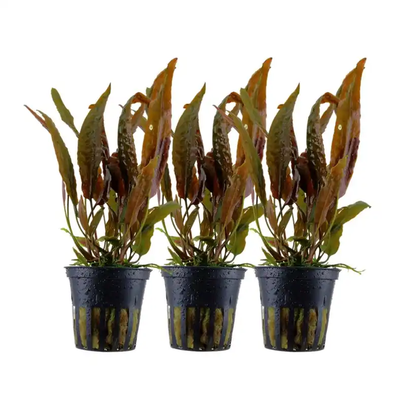 Aquarium Pflanze 3 Stück Cryptocoryne usteriana Nr.120 Beliebt
