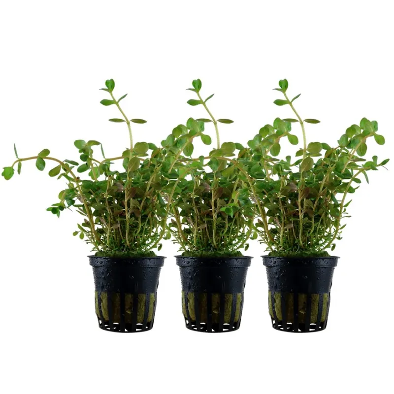 Knallerangebot Aquarium Pflanze 3 Stück Rotala rotundifolia Nr.033