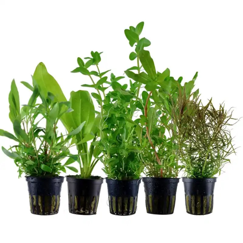 Must-Have Pflanzen Set mit 5 Hintergrund Wasserpflanzen Nr.141