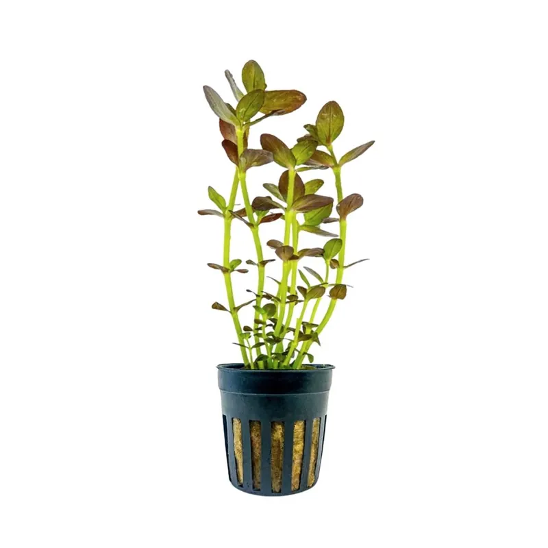 Aquarium Pflanze Bacopa salzmannii purple Topf Nr.343B Schneller Versand