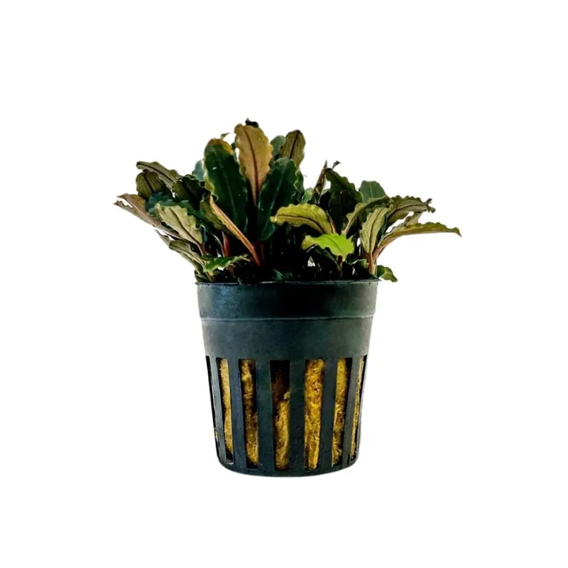 Aquarium Pflanze Bucephalandra sp 'Blue green' Nr.340A Schneller Versand