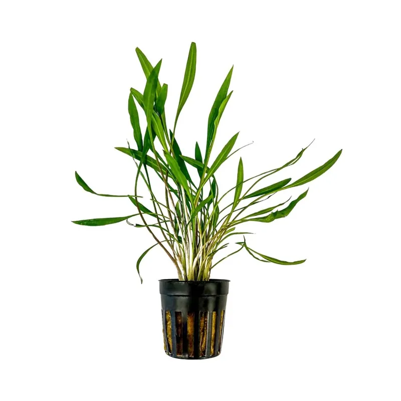 Mega-Angebot Aquarium Pflanze Cryptocoryne pink panther Topf Nr.309P