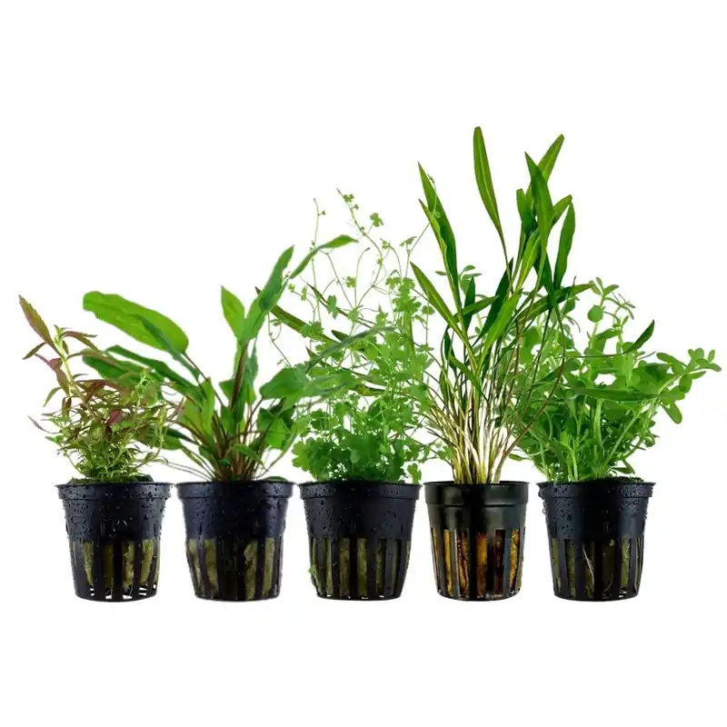 Jetzt Bestellen Pflanzen Set mit 5 Mittelgrund Wasserpflanzen Nr.205