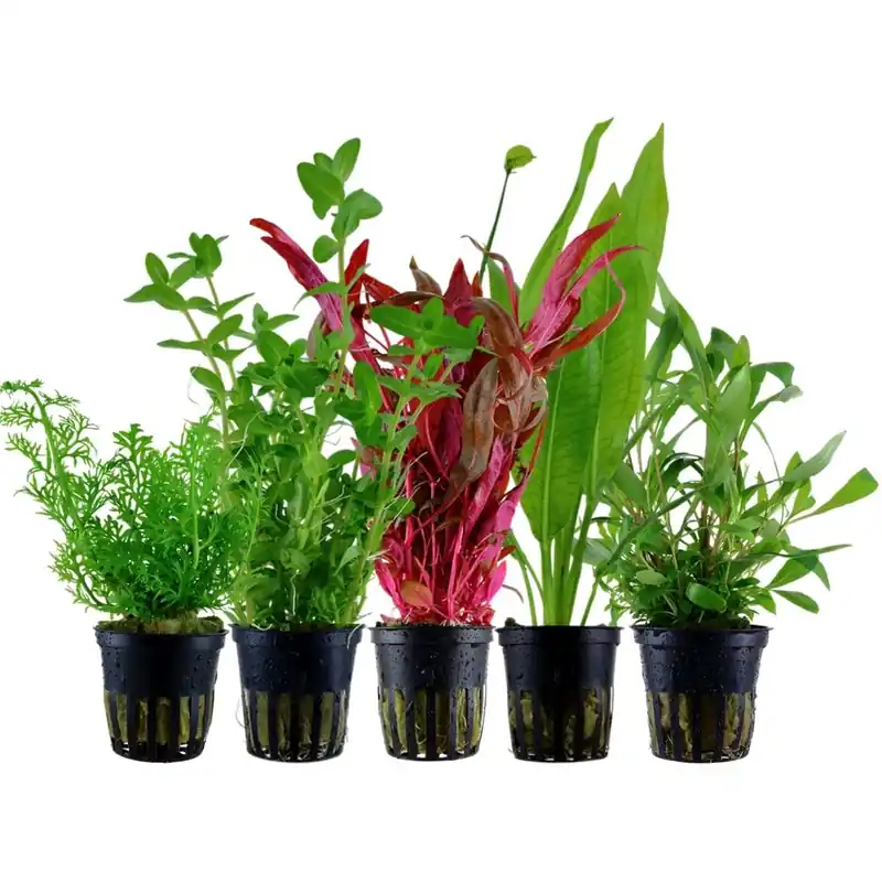 Pflanzen Set mit 5 Hintergrund Wasserpflanzen Nr.207 Meistverkauft