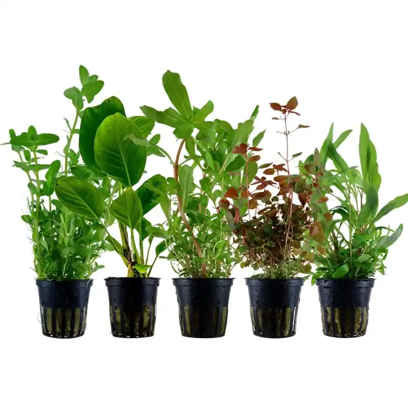 Jetzt Kaufen Pflanzen Set mit 5 Hintergrund Wasserpflanzen Nr.208