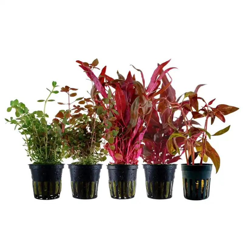 'Buntes' Set mit 5 Pflanzen Aquariumpflanzen Nr.224 Beliebt