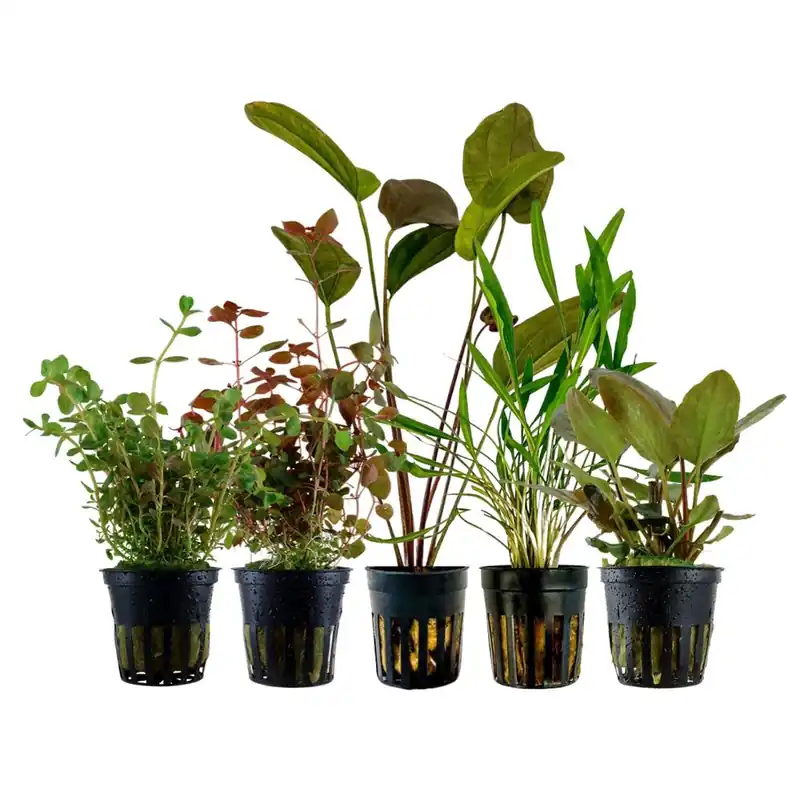 'Buntes' Set mit 5 Pflanzen Aquariumpflanzen Nr.215 Sonderangebot