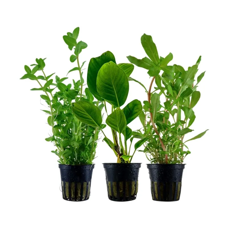 Pflanzen Set mit 3 Hintergrund Wasserpflanzen Nr.231 Preis Gesenkt