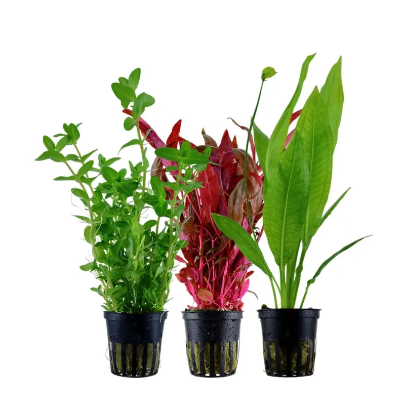 Ausverkauf Pflanzen Set mit 3 Hintergrund Wasserpflanzen Nr.233
