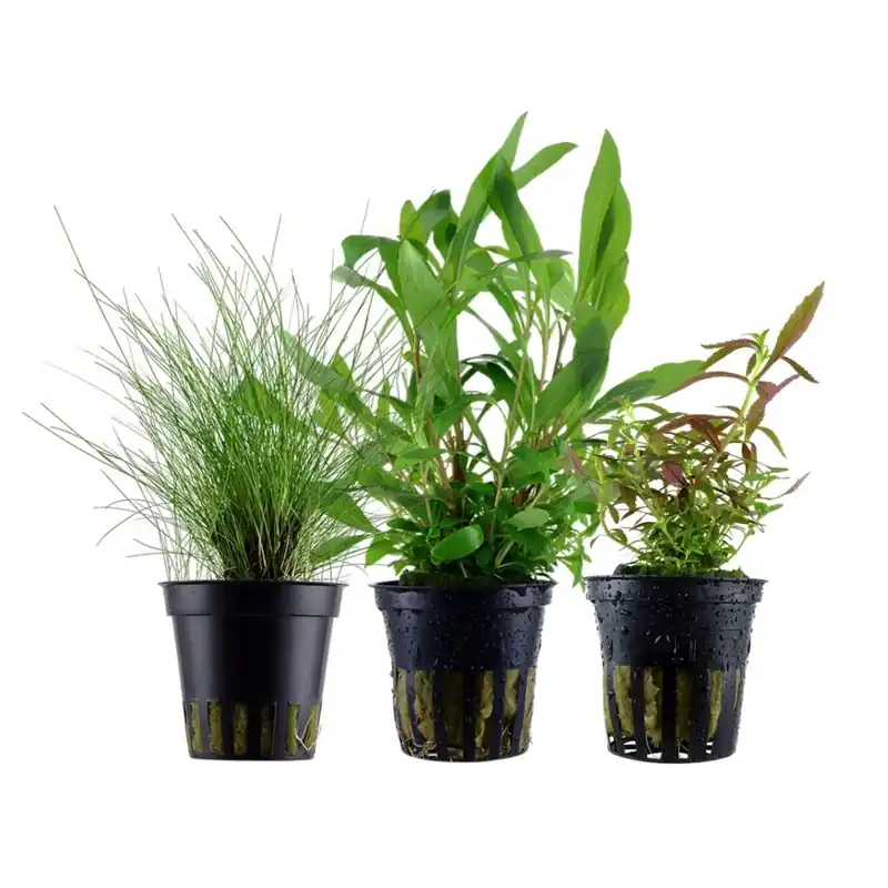 Pflanzen Set mit 3 Einsteiger Wasserpflanzen Nr.234 Markenware