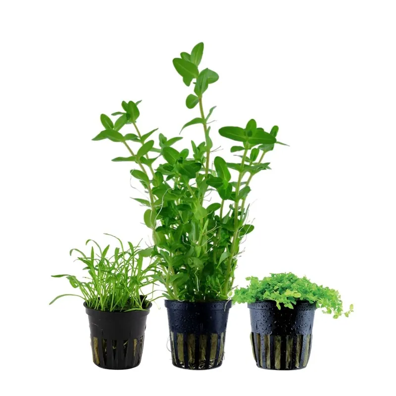 Pflanzen Set mit 3 Einsteiger Wasserpflanzen Nr.236 Kracherpreis