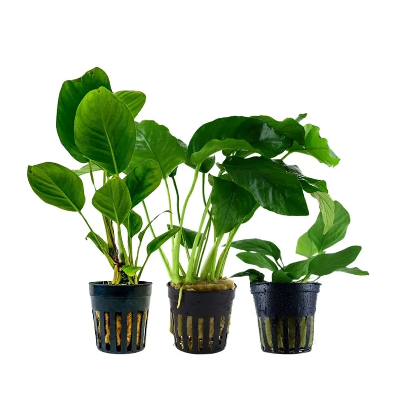 Pflanzen Set mit 3 Anubias Aquariumpflanzen Set Nr.242 Top-Angebot