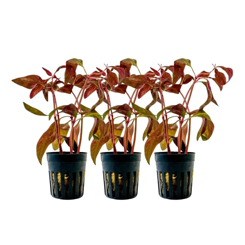 Letzte Chance Aquarium Pflanze 3 Stück Alternanthera lilacina Topf Nr.323L