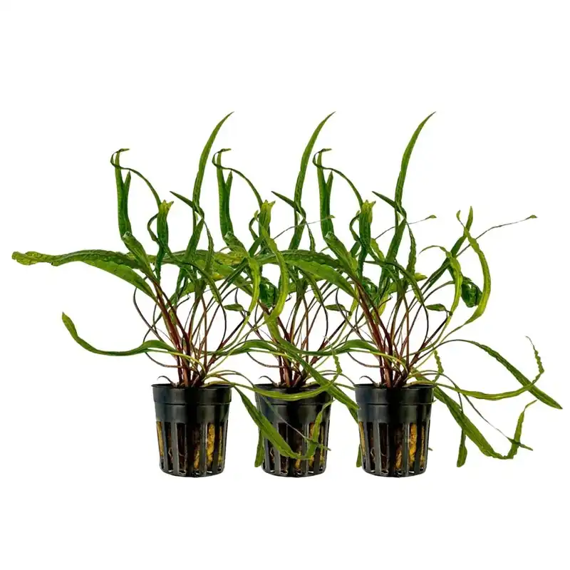 Bestpreis Aquarium Pflanze 3 Stück Cryptocoryne balansae Topf Nr.309B