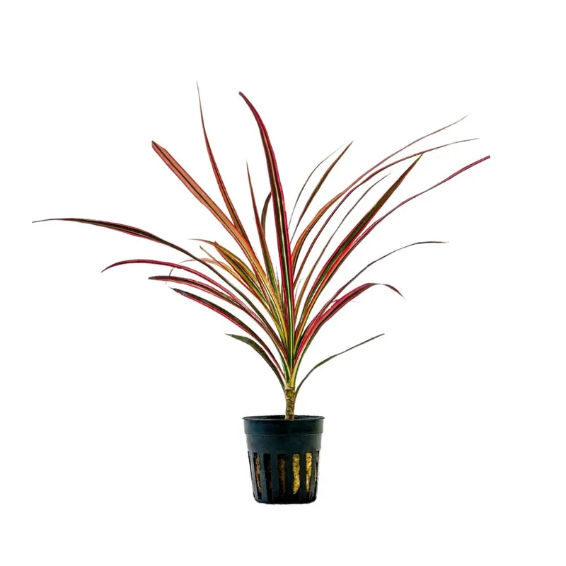 Jetzt Kaufen Terrarium Pflanze Dracaena marginata red Topf Nr.403T