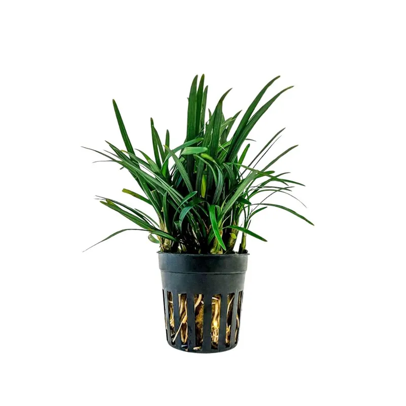 Schnäppchen Terrarium Pflanze Ophiopogon kyoto Topf Nr.406T