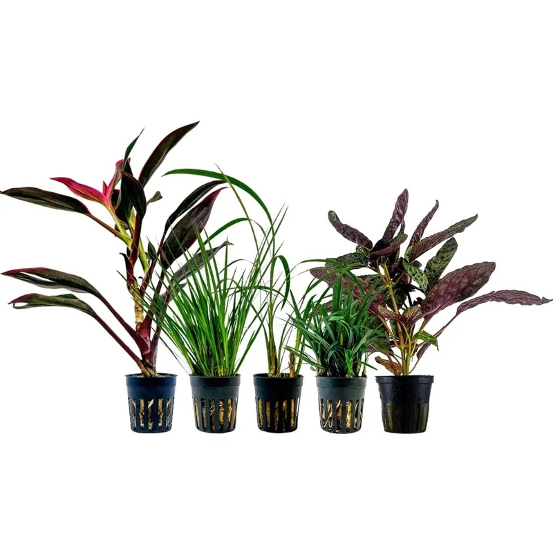 Pflanzen Set mit 5 Terrarienpflanzen Nr.271 Sale