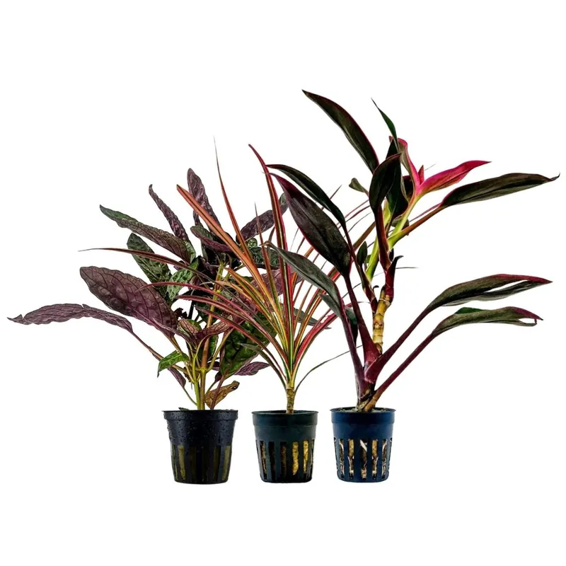Sale Pflanzen Set mit 3 Terrarienpflanzen Nr.273