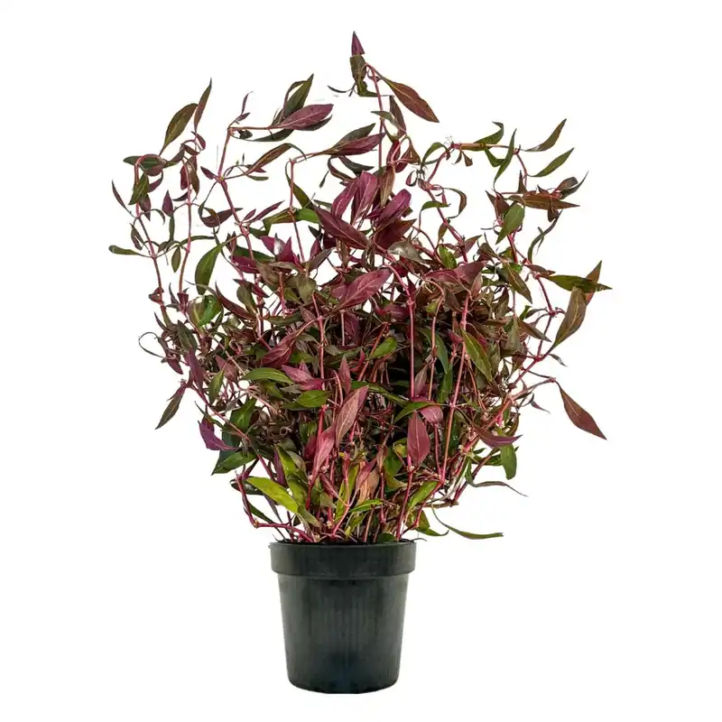 Mutterpflanze Aquarium Pflanze Alternanthera rosaefolia Nr.323L XL Direkt Vom Hersteller