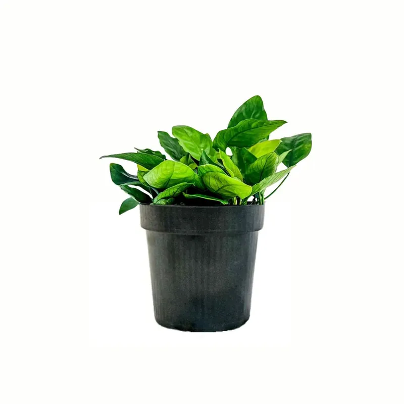 Sonderaktion Mutterpflanze Aquariumpflanze Anubias barteri nana Nr.301 XL
