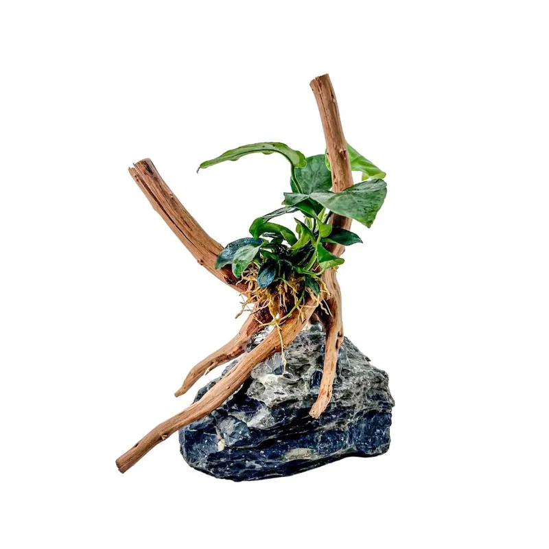 AquaOne Anubias nana Pflanze auf Moorkienwurzel mit Seiryu Stein Versand Am Gleichen Tag