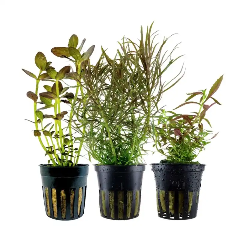 Online Kaufen 'Buntes' Set mit 3 Topf Pflanzen Aquariumpflanzen Set Nr.244