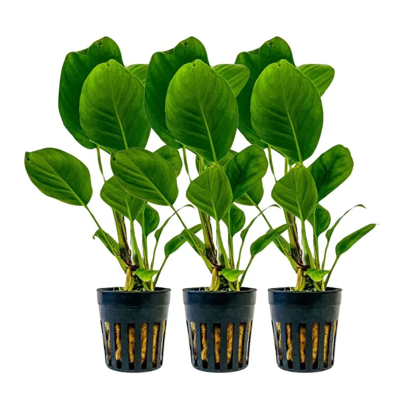 Garantierte Lieferung Aquarium Pflanze 3 Stück Anubias heterophylla Topf Nr.302