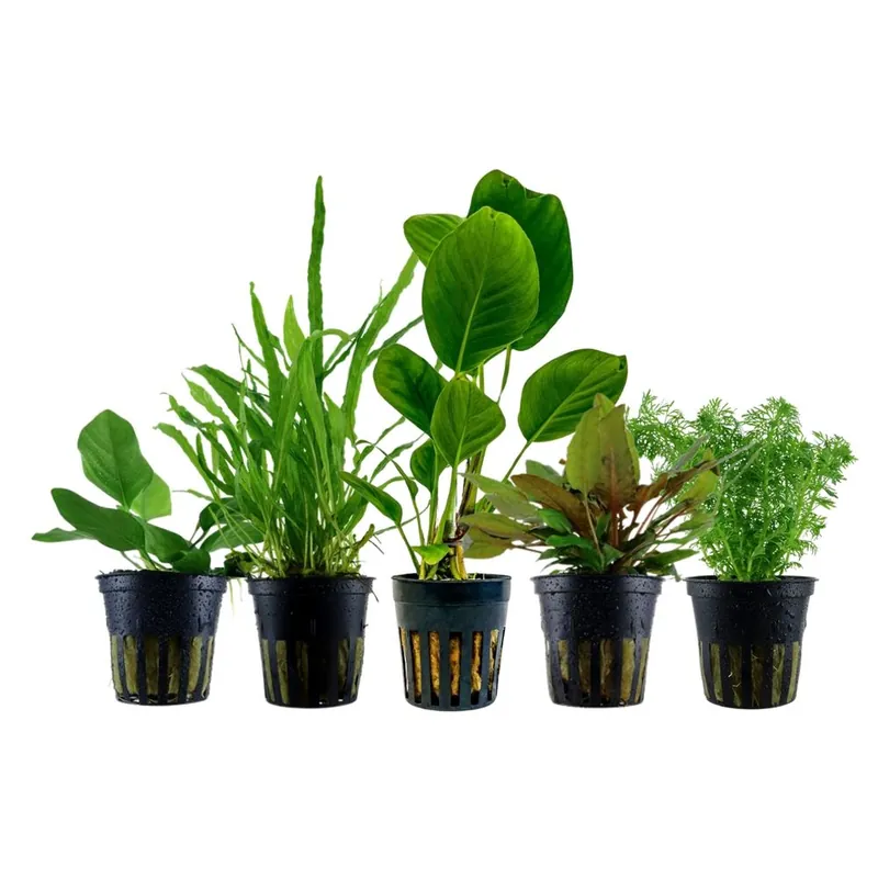 Pflanzen Set mit 5 Aquariumpflanzen ohne CO2 Nr.252 Markenprodukt