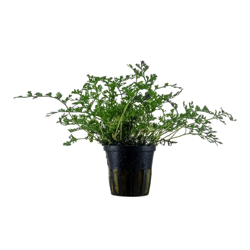 Ausverkauf Aquarium Pflanze Bolbitis heteroclita difformis Nr.306