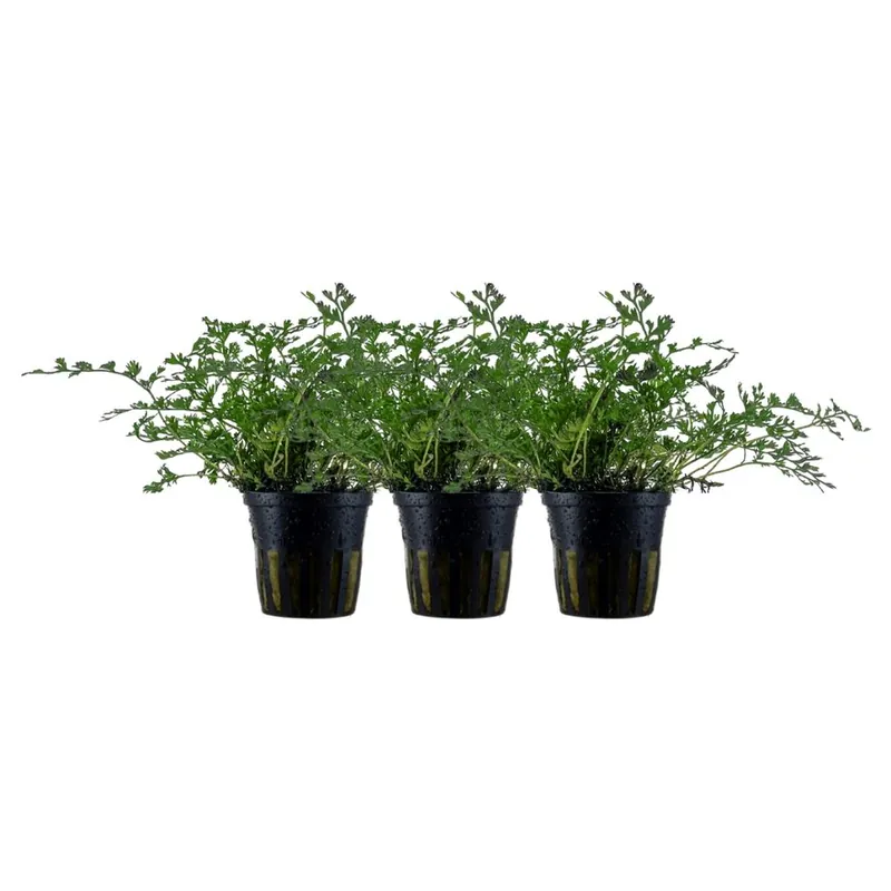 Aquarium Pflanze 3 Stück Bolbitis heteroclita difformis Nr.306 Geprüft